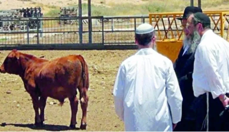 Yahudilerden, Müslümanları Ayağa Kaldıracak Hamle